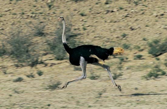 ostrich