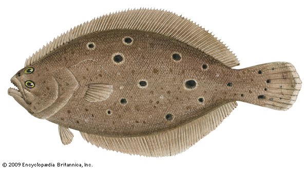 flounder eyes