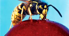 wasp. Vespid Wasp (Vespidaea) with antennas and compound eyes drink nectar from a cherry. Hornets largest eusocial wasps, stinging insect in the order Hymenoptera, related to bees. Pollination