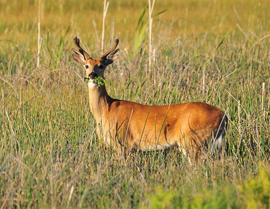 white-tailed deer