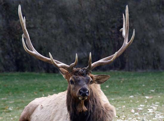 elk